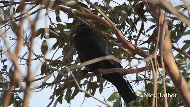 Corbeau de Tasmanie - ML201737701