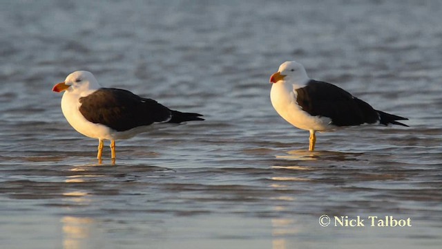 Gaviota de Tasmania - ML201737711