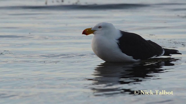 Pacific Gull - ML201737731