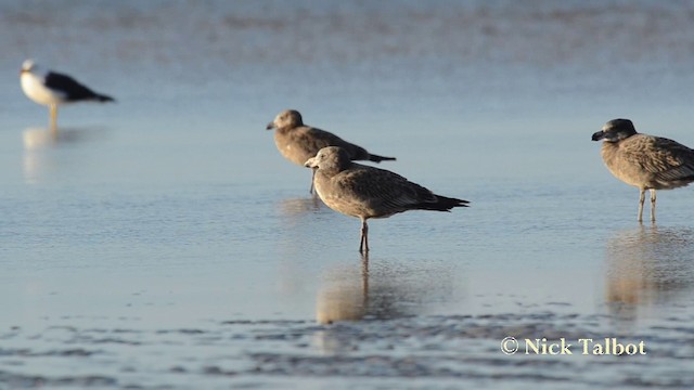 Gaviota de Tasmania - ML201737741