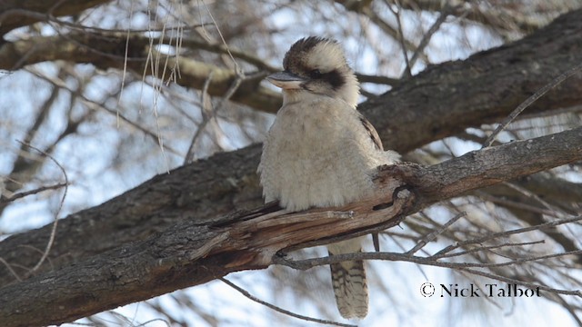 Laughing Kookaburra - ML201737751