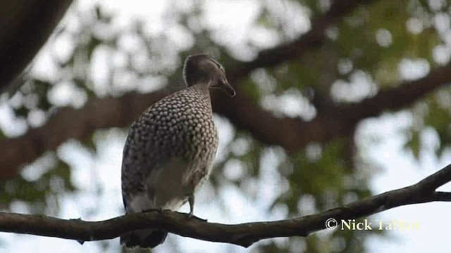 Maned Duck - ML201737761