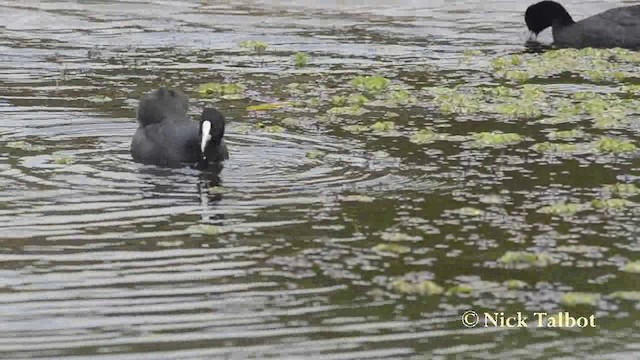 Eurasian Coot - ML201737781