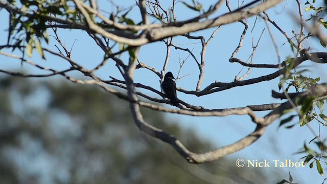 Restless Flycatcher - ML201737801