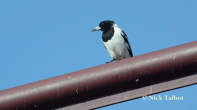 Pied Butcherbird - ML201737821