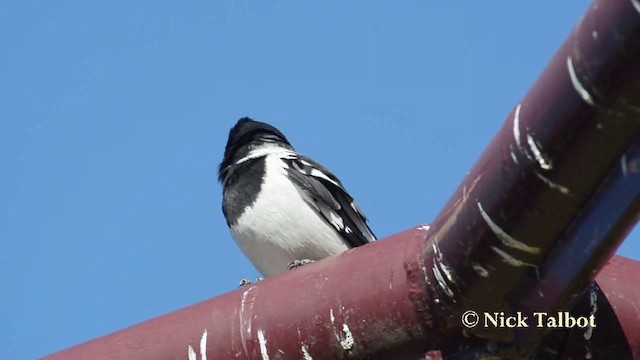 Pied Butcherbird - ML201737841