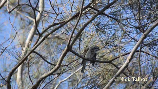 Striped Honeyeater - ML201737851