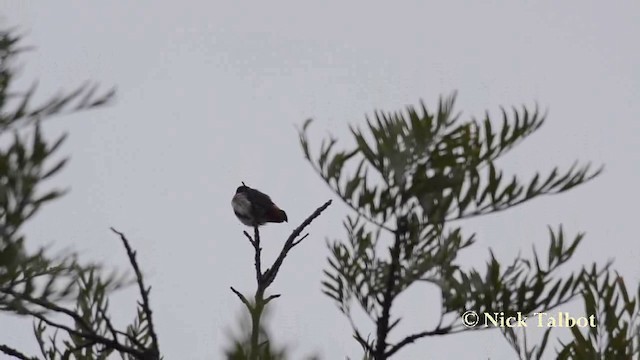 Picaflores Golondrina - ML201737891