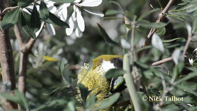 Blue-faced Honeyeater (Blue-faced) - ML201737901