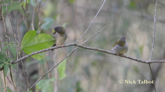 Red-browed Firetail - ML201737911