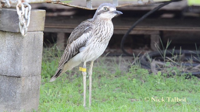 Bush Thick-knee - ML201737931