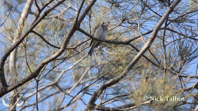 Striped Honeyeater - ML201737941