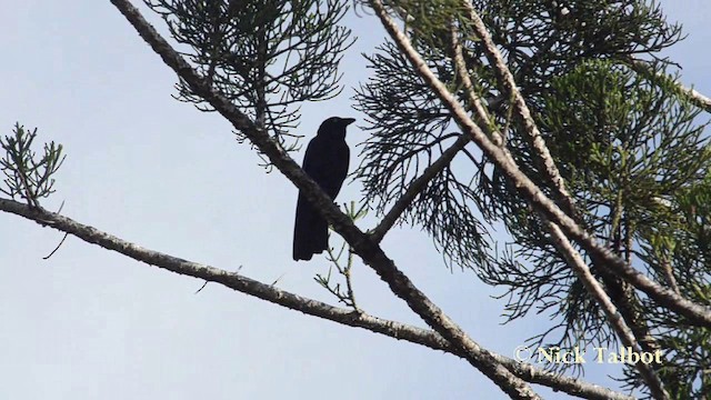 Corbeau de Torres - ML201737951