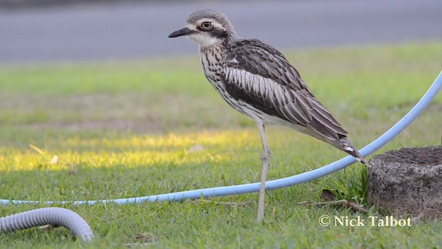 Bush Thick-knee - ML201737961