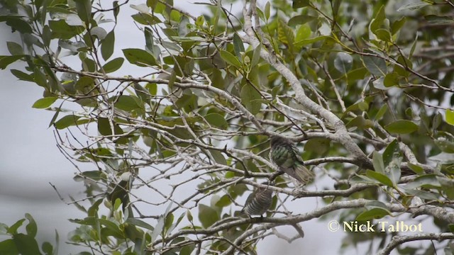 Cuclillo Broncíneo (lucidus) - ML201738011