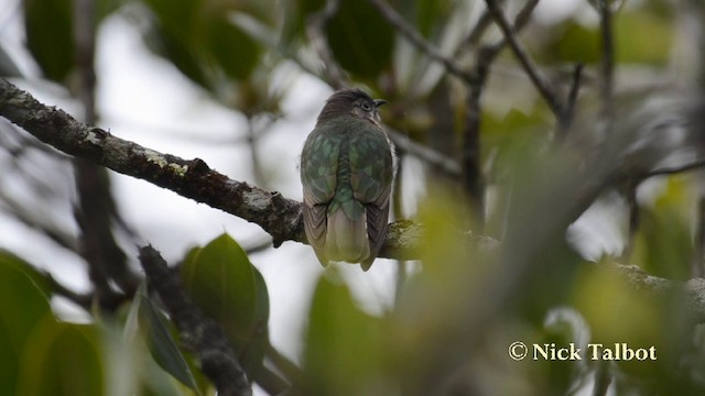 Cuclillo Broncíneo (lucidus) - ML201738031