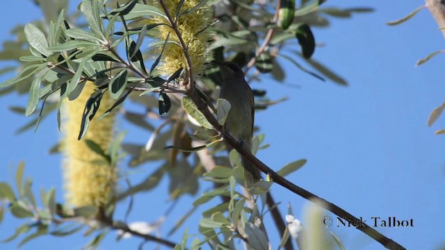 Brown Honeyeater - ML201738041