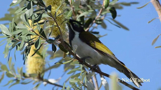 Blue-faced Honeyeater (Blue-faced) - ML201738051