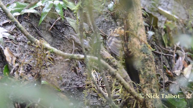 Australian Logrunner - ML201738091