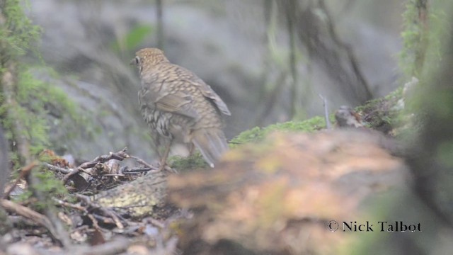 Bassian Thrush - ML201738101