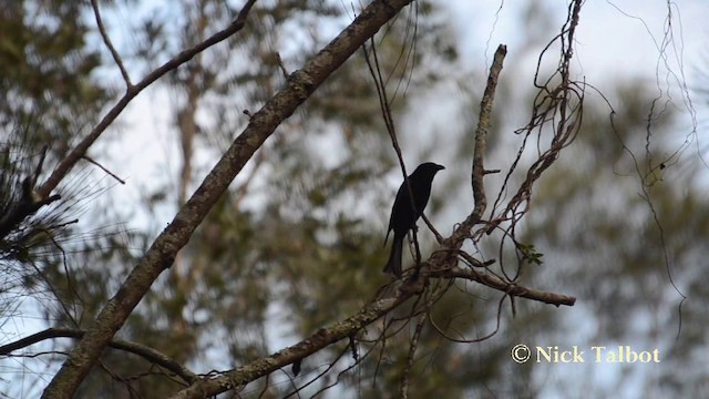 Glanzfleckdrongo [bracteatus-Gruppe] - ML201738121