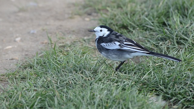 White Wagtail (British) - ML201738211