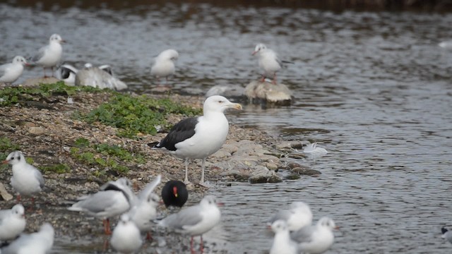 Great Black-backed Gull - ML201738221