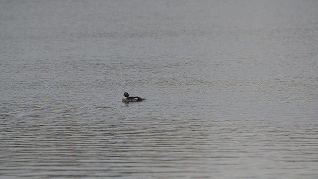 Common Goldeneye - ML201738231