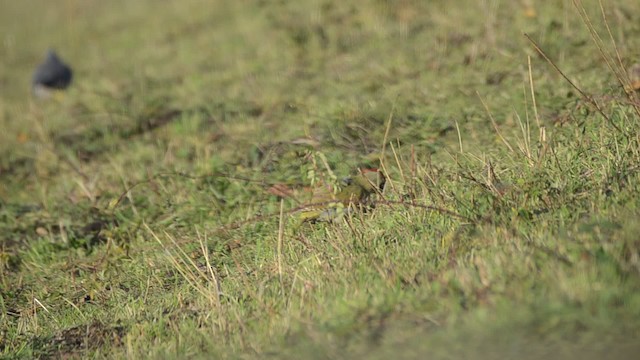 Eurasian Green Woodpecker (Eurasian) - ML201738251