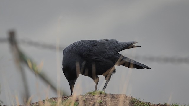 Carrion Crow - ML201738261