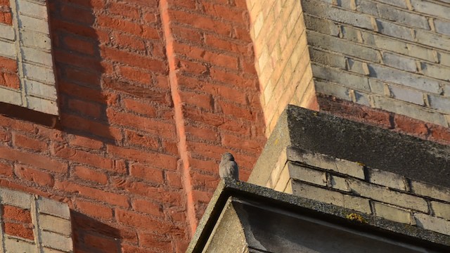 Black Redstart (Western) - ML201738281