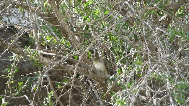 Common Chiffchaff (Common) - ML201738341