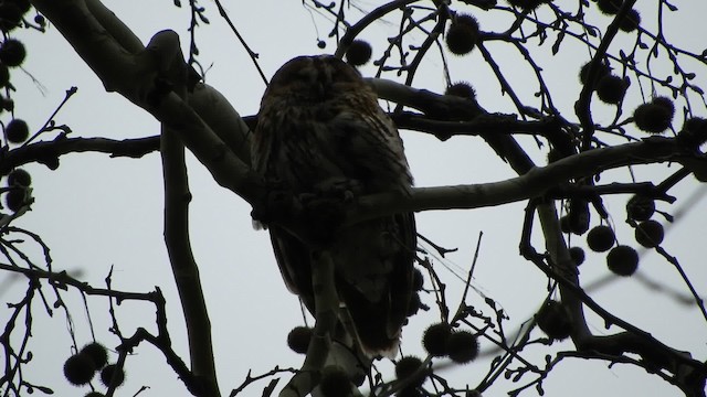 Tawny Owl - ML201738371