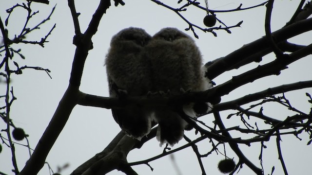 Tawny Owl - ML201738381