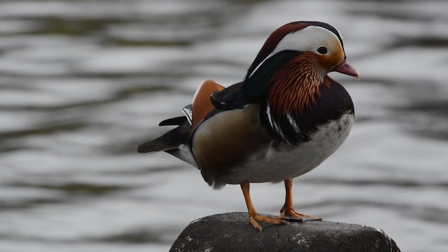 Canard mandarin - ML201738401