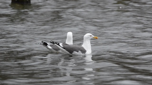 Lesser Black-backed Gull (graellsii) - ML201738431