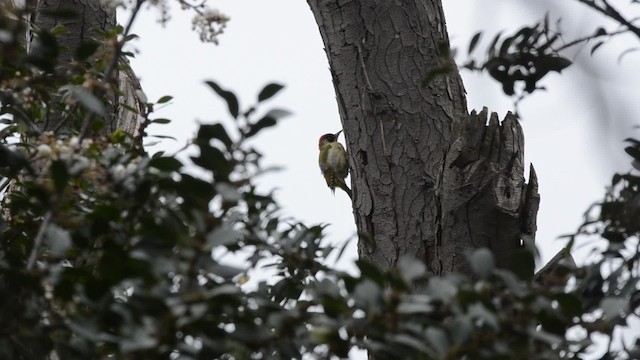 Eurasian Green Woodpecker (Eurasian) - ML201738451
