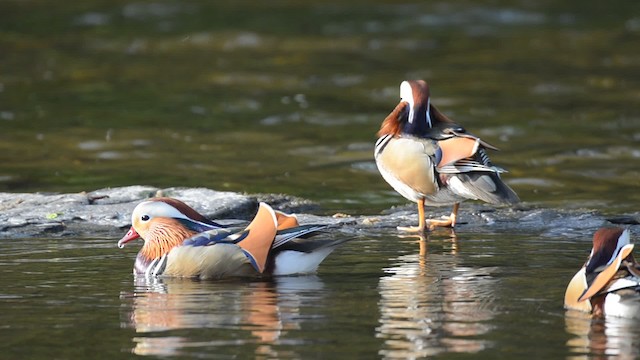 Mandarin Duck - ML201738521