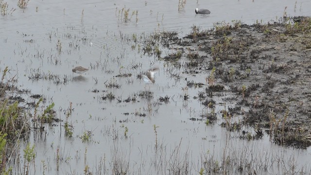 Common Redshank - ML201738541