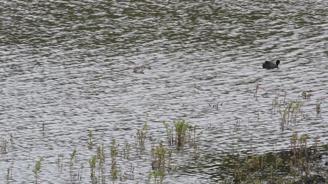 břehouš černoocasý (ssp. islandica) - ML201738551