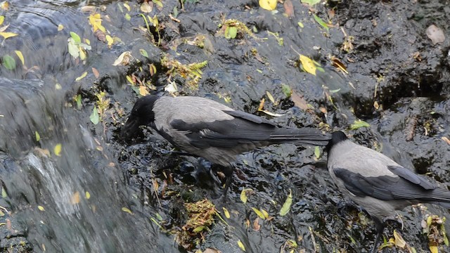 Hooded Crow (Hooded) - ML201738561