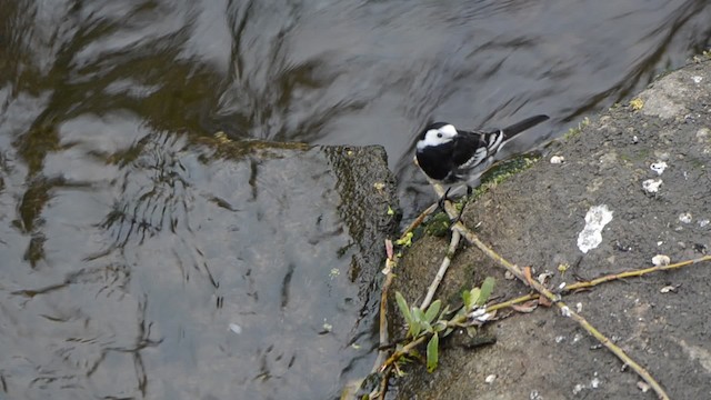 White Wagtail (British) - ML201738571