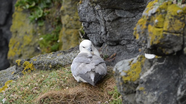 Fulmar Boreal (Atlántico) - ML201738661