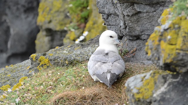 Fulmar boréal (glacialis/auduboni) - ML201738671