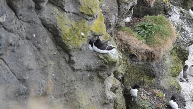 Razorbill - ML201738681