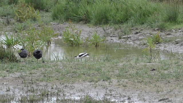 Avocette élégante - ML201738721