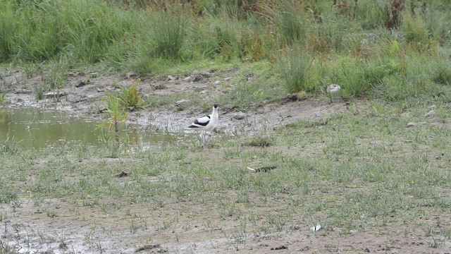 Pied Avocet - ML201738731