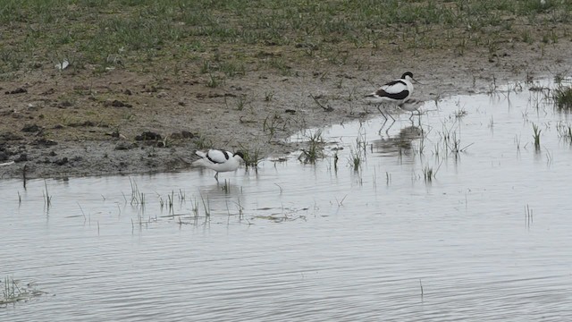 Avocette élégante - ML201738751