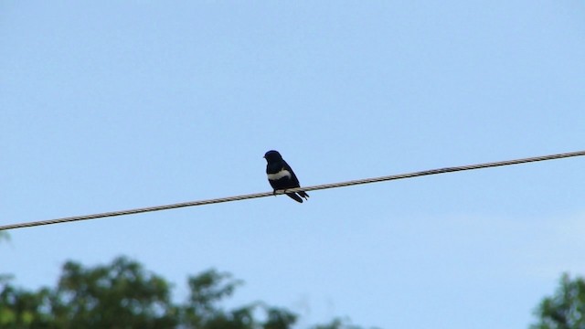 Golondrina Fajiblanca - ML201738801