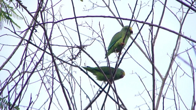 Tui Parakeet - ML201738831